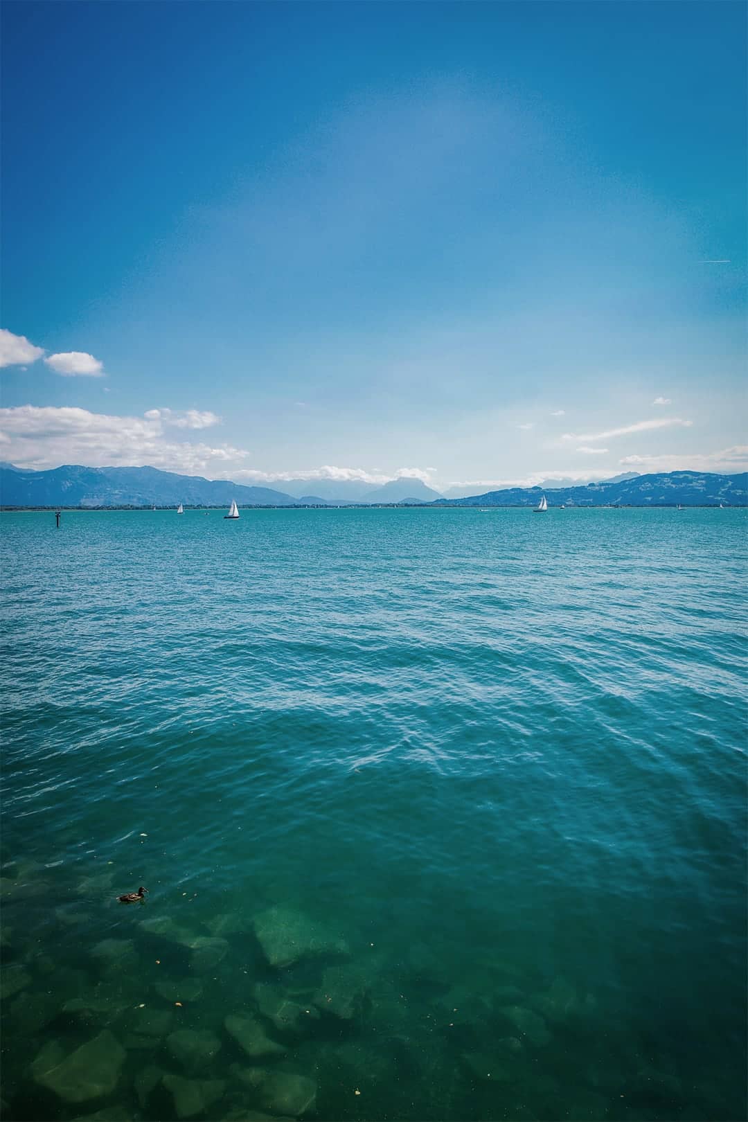 Bodensee-wurzeln osann